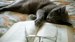 Intelligentie bij katten – hebben ze echt een bewustzijn en hoe hoog is hun IQ?